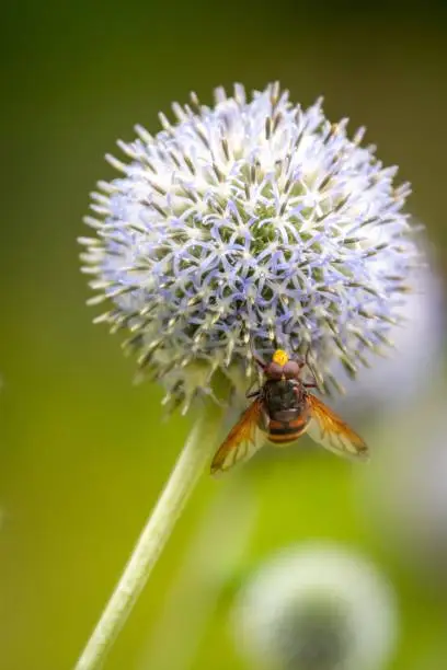A vertical shot of a small honeybee near blue globe-thistle
