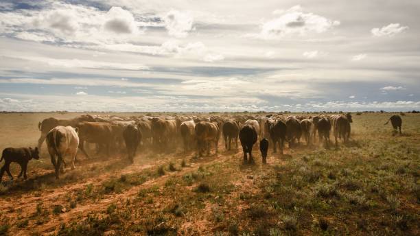 The gathering the cattle for mustering season in Western Australia