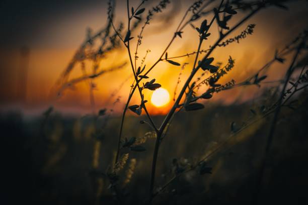 A selective focus of a silhouette of grass with the sun shining between the branches in the blurred background