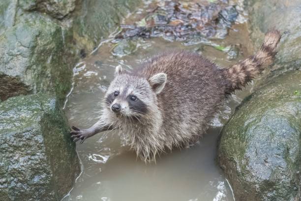 istock Wet raccoon climbing in the river 1432516809