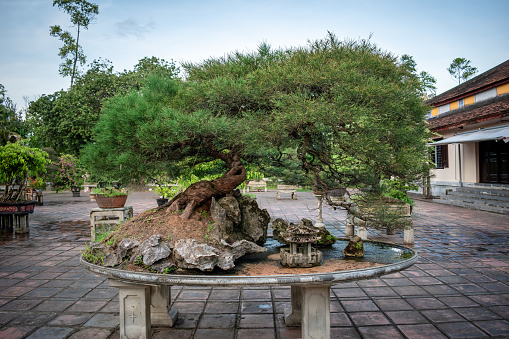 Beautiful image of Bonsai tree in the temples of Vietnam. Beautiful Bonsai tree. Small potted tree
