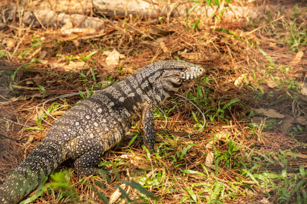 Goiânia, Goias, Brazil – October 09, 2022:  A tegu walking on the ground with grass, in a forest. (Tupinambis merianae).