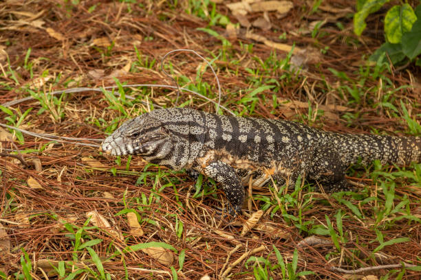 istock Tupinambis merianae. 1432519260