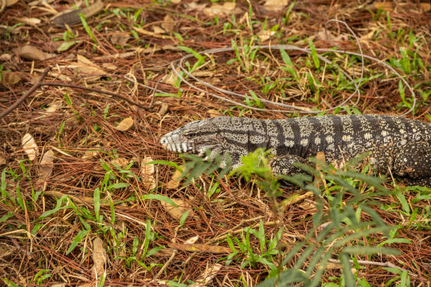 istock Tupinambis merianae. 1432519262