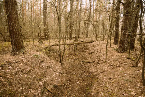 Photo of Old Abandoned World War II Trenches In Forest Since Second World War In Belarus. Early Spring or Autumn Season