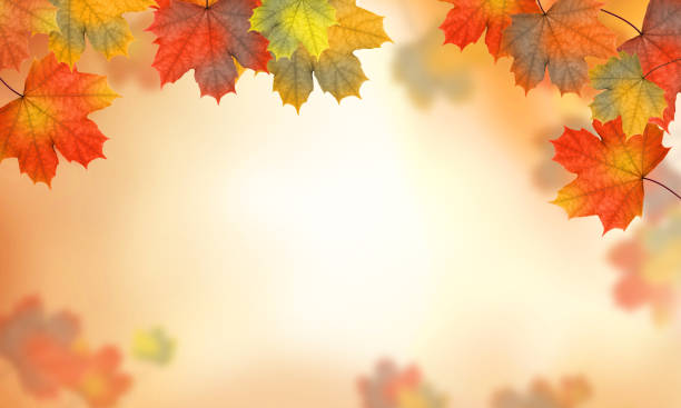 istock Autumn maple leaves. Autumn background. 1432519406