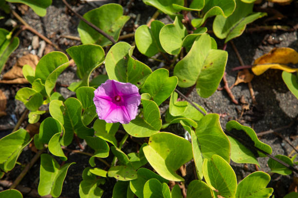 A morning glory flower blooming in lilac color in the morning tropical land