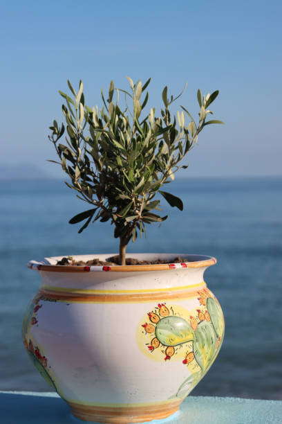 Small orange tree with Oia Scenery as a background in Santorini, Greece