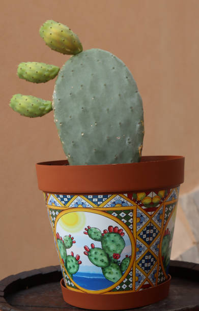 istock vase with Sicilian decorations and prickly pear plant- 1432519579