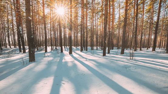 4K Beautiful Blue Shadows From Pines Trees In Motion On Winter Snowy Ground. Sun Sunshine In Forest. Sunset Sunlight Shining Through Pine Greenwoods Woods Landscape. Snow Nature .