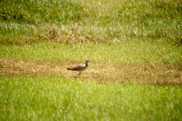 istock An Eurasian whimbrel in the meadow 1432520694