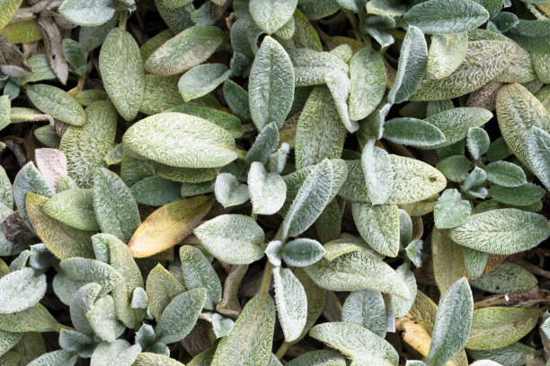 Leaves of Stachys byzantina, lamb's ear 'Silver Carpet' Leaves of Stachys byzantina, lamb's ear 'Silver Carpet' big ears stock pictures, royalty-free photos & images