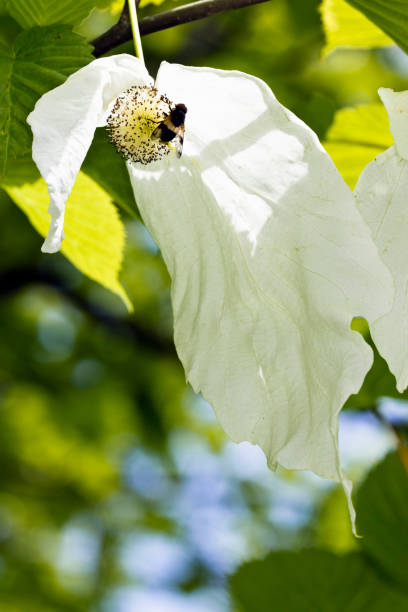 пчела, покоящаяся на цветочной головке дерева носового платка (davidia involucrata) - давидия покрывальная стоковые фото и изображения