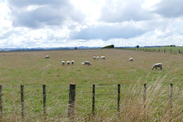 istock Sheep grazing in the meadow on the ranch 1432523665