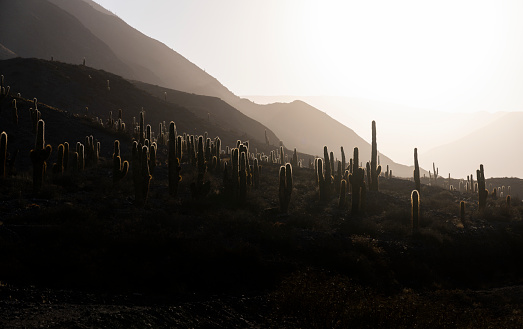 Backlit image of cactus, at Jujuy Province, Northern Argentina
