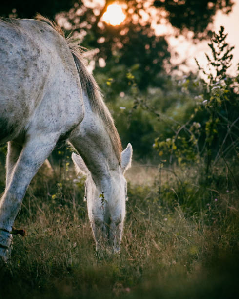istock grey horse grazing in golden hour with sunset background. 1432524169