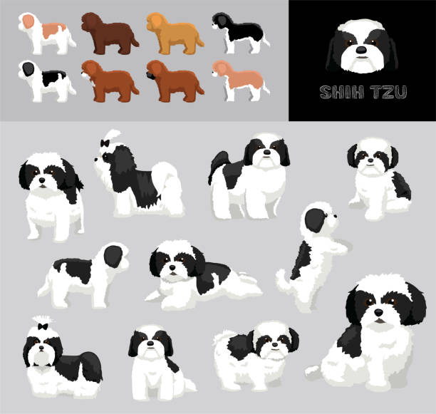 Dog Shih Tzu Black Coat Cartoon Vector Illustration Color Variation Set Animal Cartoon EPS10 File Format shih tzu stock illustrations