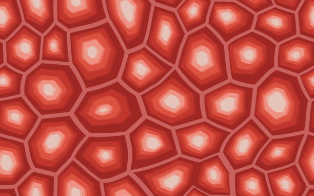 3,800+ Turtle Shell Patterns Stock Illustrations, Royalty-Free Vector ...
