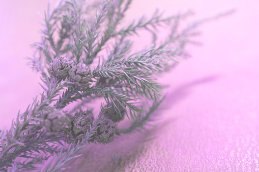 pine needle and pink lighting shadow for background