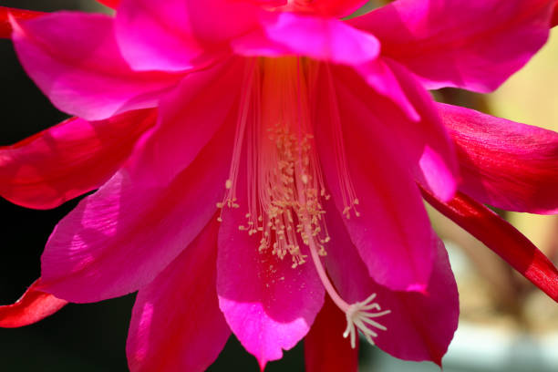 Bright passion pink color Epiphyllum (Kujyaku Saboten), full blooming flower head, close up macro photograph taken under the outdoor sunlight. stock photo