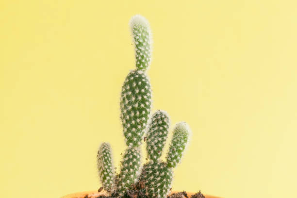 istock succulent plant on a yellow background. 1432532645