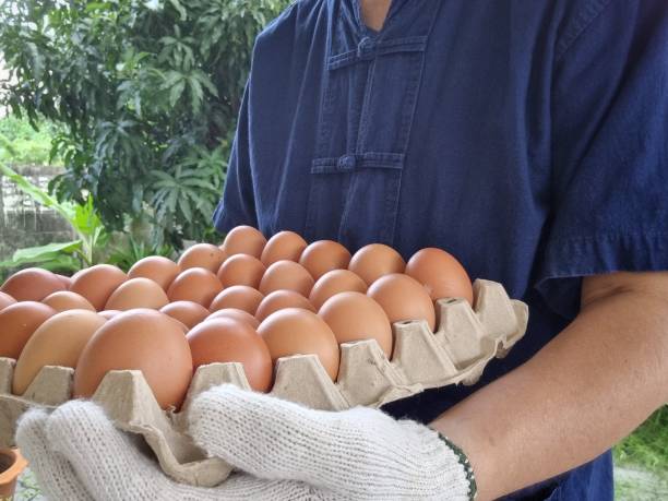 agricultor masculino con una camisa azul junto con guantes para la limpieza y seguro para seleccionar los mejores huevos de gallina para su uso como materias primas para cocinar con alto valor nutricional - high nutritional value fotografías e imágenes de stock