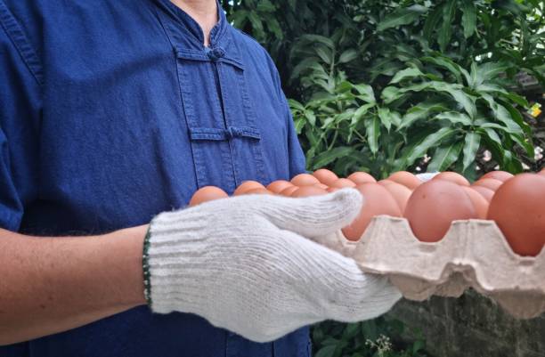 agricultor masculino con una camisa azul junto con guantes para la limpieza y seguro para seleccionar los mejores huevos de gallina para su uso como materias primas para cocinar con alto valor nutricional - high nutritional value fotografías e imágenes de stock