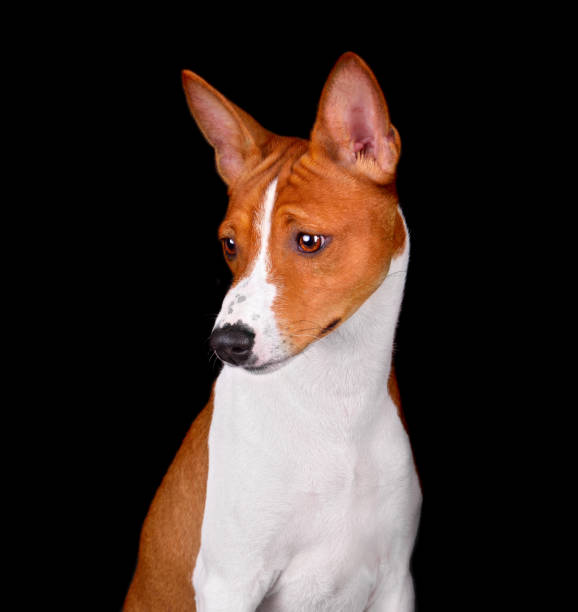 istock Adorable brown and white basenji dog 1432532728