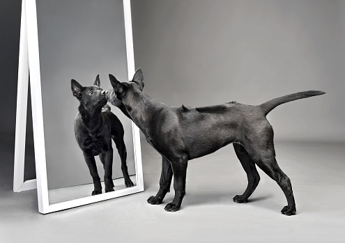 Standing puppy of black Thai Ridgeback looking at himself in the mirror