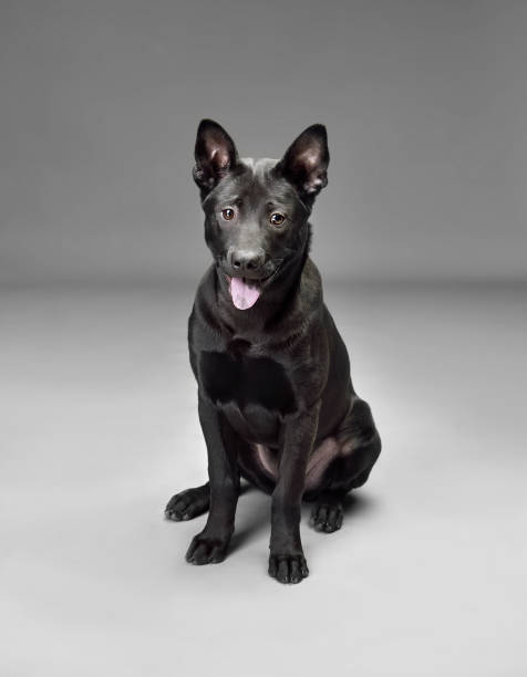 istock Puppy of black Thai Ridgeback 1432532751