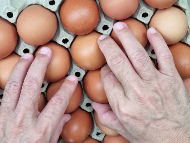 foto de primer plano las manos de los agricultores están seleccionando los mejores huevos de gallina. para su uso como materia prima para cocinar con alto valor nutricional - high nutritional value fotografías e imágenes de stock