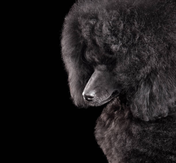 istock Portrait of black toy poodle 1432533193
