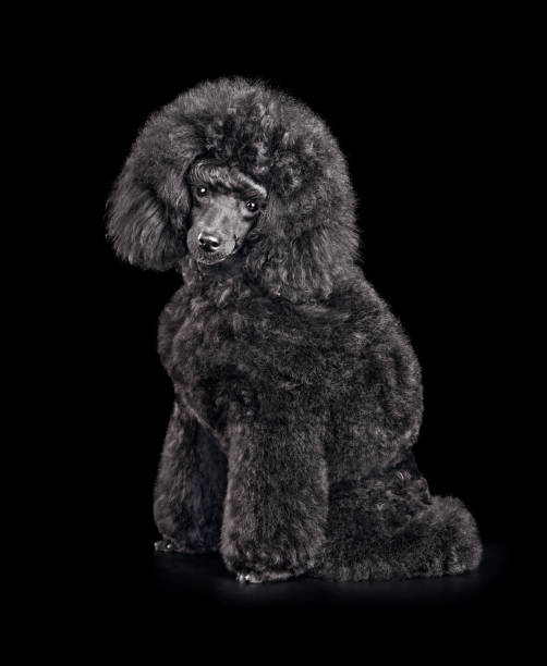 istock Funny puppy of black poodle 1432533231