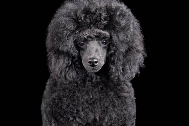 istock Portrait of toy black poodle 1432533270
