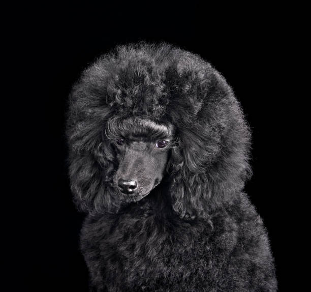 istock Studio portrait of beautiful poodle 1432533281
