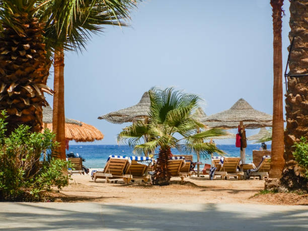 istock incredible view through palm trees to the beach on vacation 1432533293