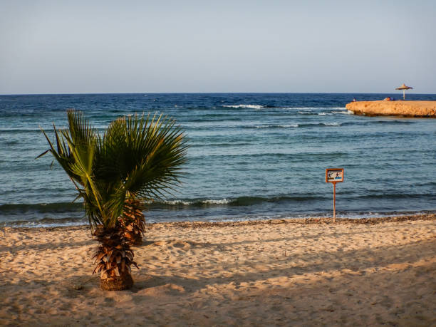 istock little palm tree on the sandy beach with wide horizon 1432533300