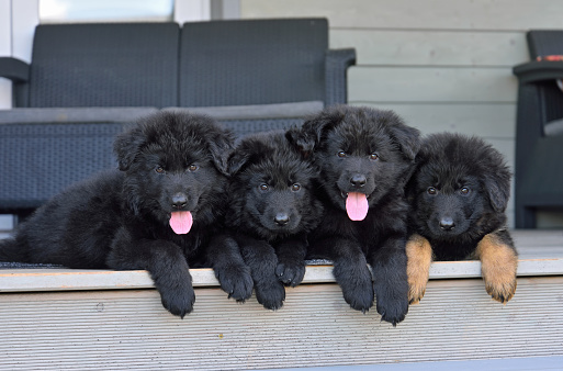 Group of four German shepherd puppies resting on the steps of the house outside