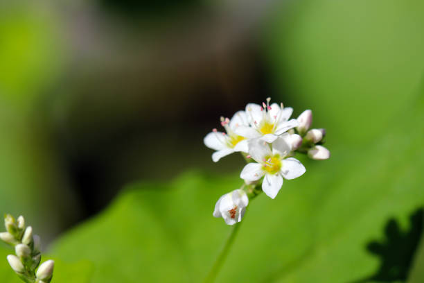 istock Small cute white flower head of Soba (buckwheat, Fagopyrum esculentum), close up macro photography. 1432537708