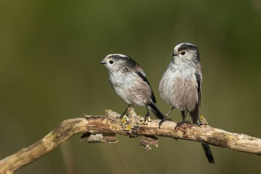 Two long-tailed tits (Aegithalos caudatus) perching on a branch.