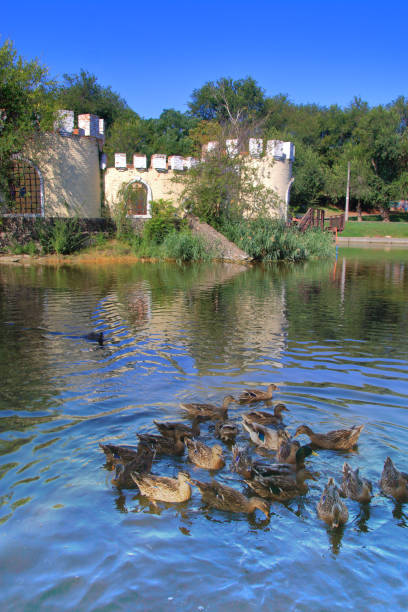 Two female Mallard ducks on a pond with ripples emanating from them. Vibrant saturated colours.