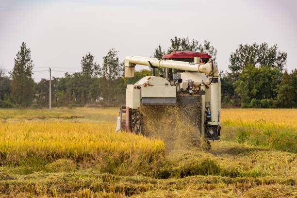 istock Agricultural machinery harvesting rice in paddy field 1432540650