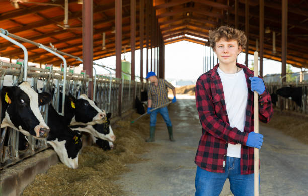 istock Confident teen boy standing with tool near stall with cows 1432543499