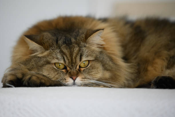 istock British long-hair cat in day time 1432543702