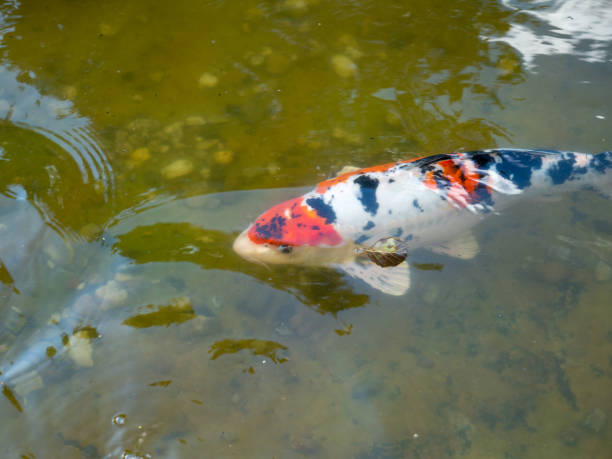 istock Multi-colored carps float on the surface of the water. 1432544611
