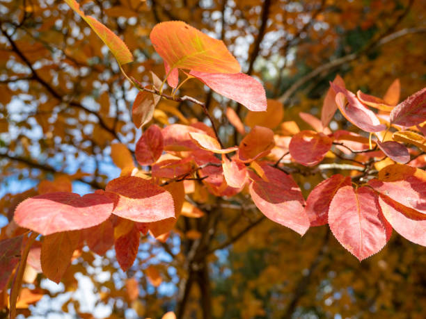 istock Beautiful colorful trees in the autumn park. 1432544659