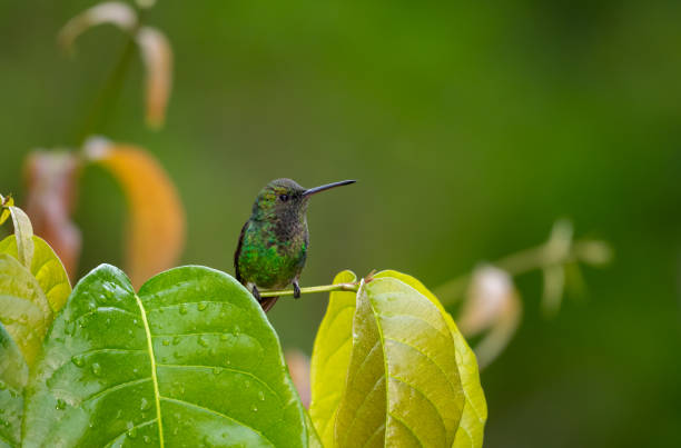 istock Cute green hummingbird, perched on a branch with leaves with rain drops. 1432545107