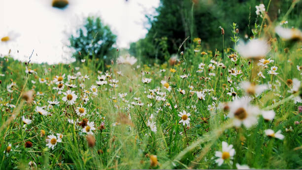 istock Chamomile field, lawn in the forest with flowering daisies, summer 1432545183