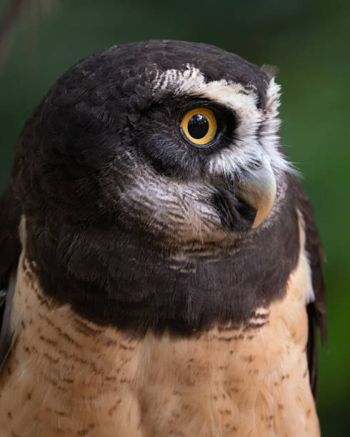 Spectacled Owl A potrait of a spectacled owl spectacled owls (pulsatrix perspicillata) stock pictures, royalty-free photos & images