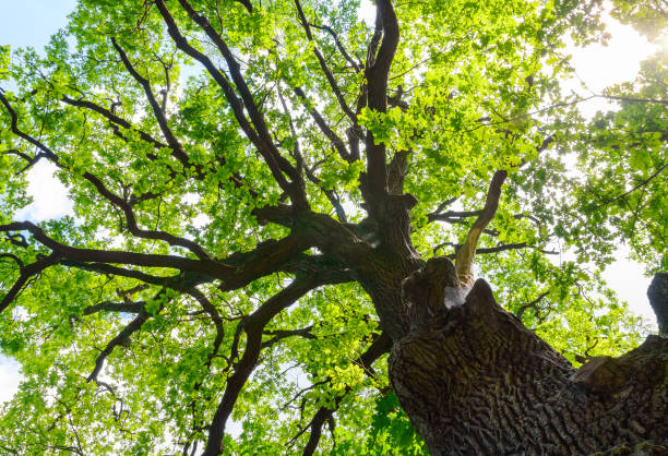 istock Crohn's great oak 1432546713